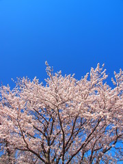  満開の桜と青空