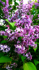 Spring lilac tree flowers view.