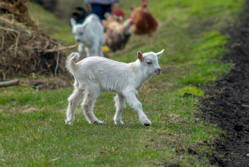 A young goat is walking on a green lawn in the fresh air.