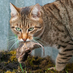 The cat caught a mouse and carries it in its teeth. A predator pursues prey.
