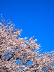 満開の桜と青空