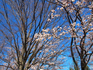 満開の桜と枯れ木の欅