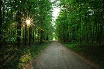 Dirt road in a green deciduous forest, sunshine in the treetops