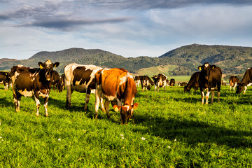 Cows grazing fresh green grass on a huge New Zealand farms. Landscape view.
