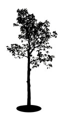 black tree silhouette isolated on white background. Clipping path. for apps and websites.