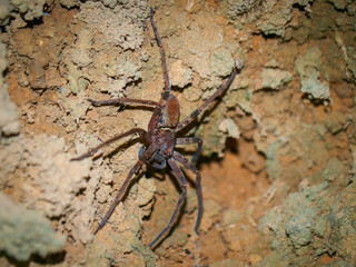 A spider lurking in the dark