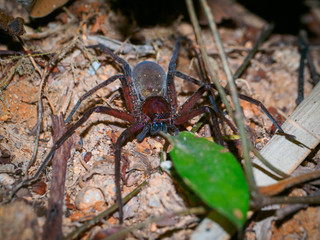 A spider lurking in the dark