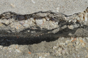 Shell bank in Sanibel Island, Florida