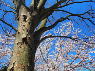Fototapeta na wymiar 枯れ木の欅と桜と青空