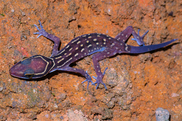A Bent-toed gecko at night