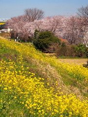 菜の花咲く土手と桜咲く風景