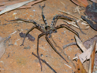 A spider lurking in the dark