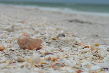 Lighting whelk on beach in Sanibel Island, Florida