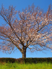 江戸川土手の満開の桜の木