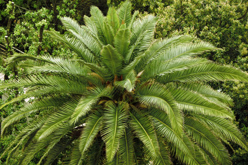 Top view of tropical palm tree, floral pattern background