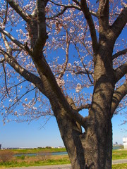 Fototapeta na wymiar 江戸川土手に咲く桜と青空