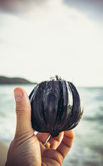 hand with a coconut on the beach on the sand at sunset in the sea waves