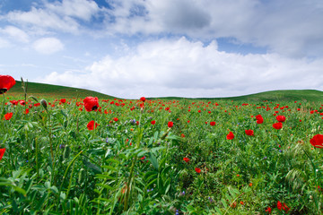 Blooming meadow of red poppies. Beautiful summer landscape with blooming poppies field. Kyrgyzstan Tourism and travel.