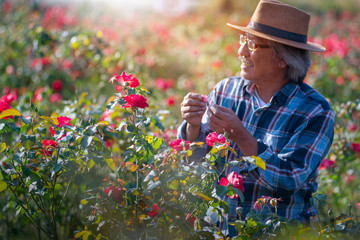 Rose blooming on the farm, and Asian farmers inspecting roses in his garden, selective focus