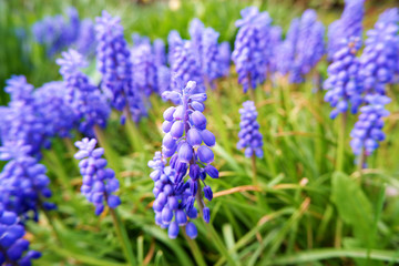Muskari blue flowers and fresh green grass closeup view selective focus image. Spring flowerbed with blooming flowers.