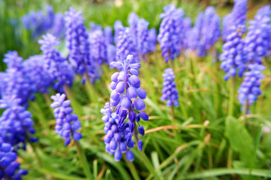 Muskari blue flowers and fresh green grass closeup view selective focus image. Spring flowerbed with blooming flowers.