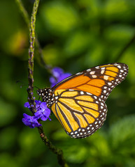 Fototapeta na wymiar Single Monarch butterfly, Danaus plexippus, also know as milkweed, common tiger, wanderer, and black veined brown on a purle flower