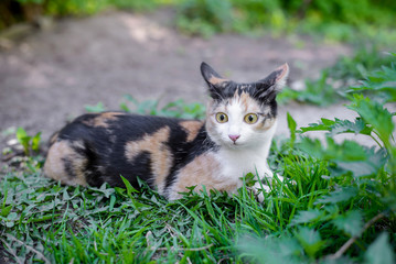 Naklejka na ściany i meble Tricolor cat lying in the grass