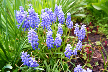 A group of blooming blue mouse hyacinths Muscari armeniacum in spring