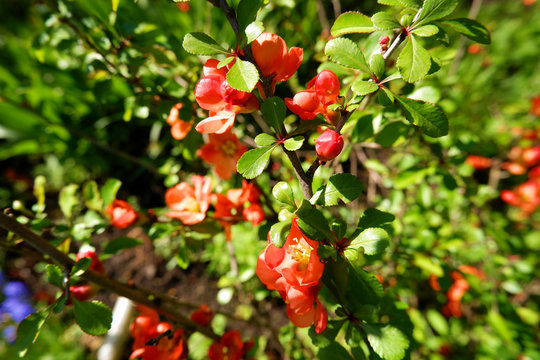 Macro of bright red japanese quince flowers in spring. Flowering Chaenomeles japonica selective focus image