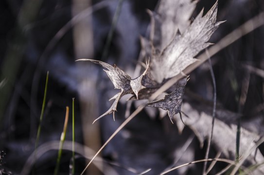dry foliage of eringium