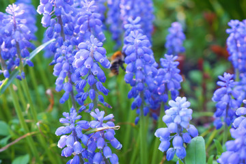 Spring flowerbed with blooming blue grape hyacinths muskari flowers closeup view selective focus image