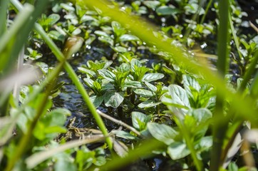 fresh greens in the pond