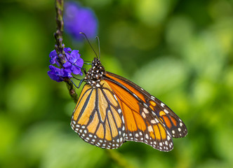 Single Monarch butterfly, Danaus plexippus, also know as  milkweed, common tiger, wanderer, and black veined brown on a purle flower
