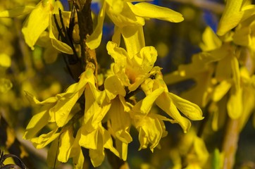 yellow spring acacia