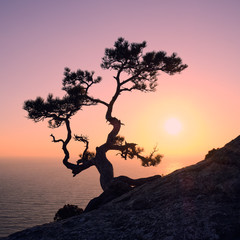 Naklejka premium Enjoying the sunset on a mountainside in the company of a lonely pine tree.