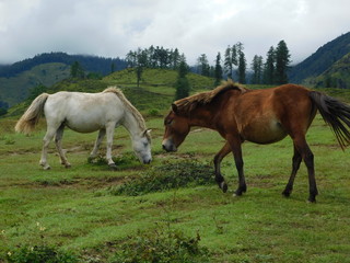 Naklejka na ściany i meble Two horses grazing on the highland meadow of Jumla Nepal 