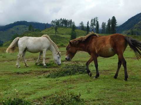 Two horses grazing on the highland meadow of Jumla Nepal 