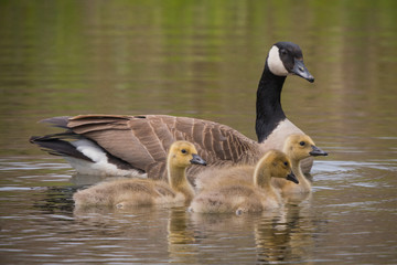 Mother Canada Goose and babies swimming on the pond