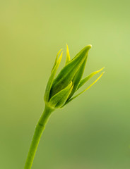 Closeup of single Hibiscus flower bud against a green background