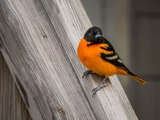 Baltimore Oriole on a spring day returning to the midwest