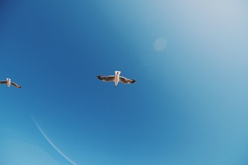 Bird flying above you through the blue sky