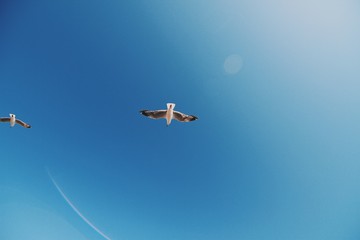 Bird flying above you through the blue sky