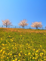 春の江戸川土手の桜並木と青空風景
