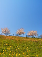 春の江戸川土手の桜並木と青空風景