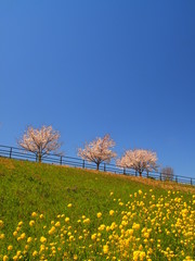 春の江戸川土手の桜並木と青空風景