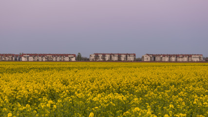 Pole kwitnącego rzepaku na przedmieściach z widocznymi w oddali  sylwetkami budynk&oacute;w mieszkalnych, na tle wieczornego nieba