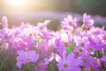 Fototapeta na wymiar Cosmos pink flowers in the morning , pink meadow flowers in summer, beautiful scenery in flower garden