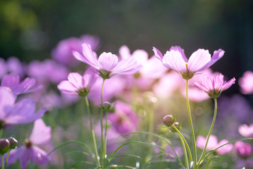Pink flowers in the morning as the sun shone, pink meadow flowers in summer. Beautiful scenery in flower garden