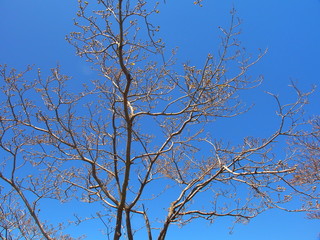 芽吹きの花水木の木と青空
