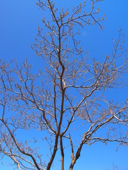 芽吹きの花水木の木と青空